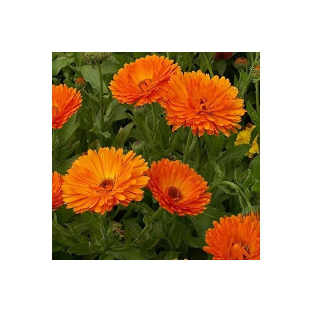 Red Calendula Flower Heirloom Non Gmo For Planting Flower Seeds for Home Garden Planting, Exotic [neera-v5-ac519703fd2ef41f36e9]