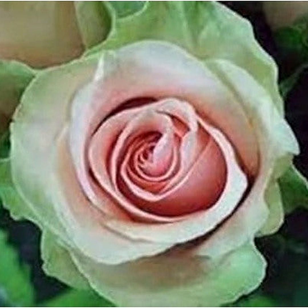Green Pink Rose Heirloom Seeds for Planting [neera-v5-ac51b1685fb8a2247d13]