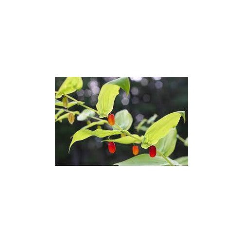 Watermelon Berry Fruit Seeds for Planting [neera-v5-ac5347079d54ee1abd33]