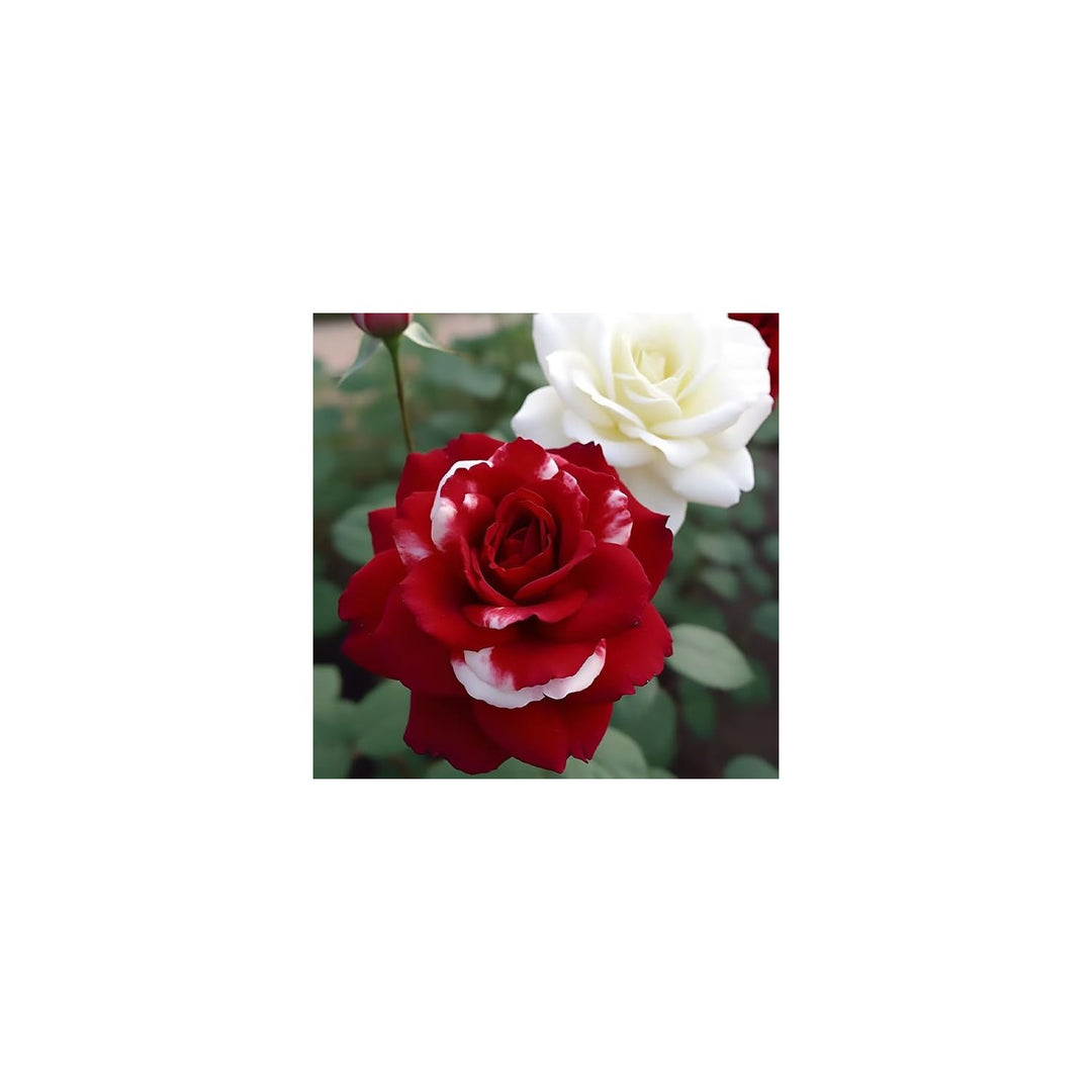 Rose Rosa Hybrida Colorful Flower For Planting In Backyard Vertical Garden Or Decorative Beds [neera-v5-ac5e05445f7a10ed216f]