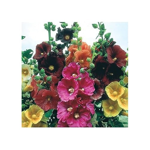Mixed Hollyhock Flower Seeds [neera-v5-ac655901fa8f2322fcd7]