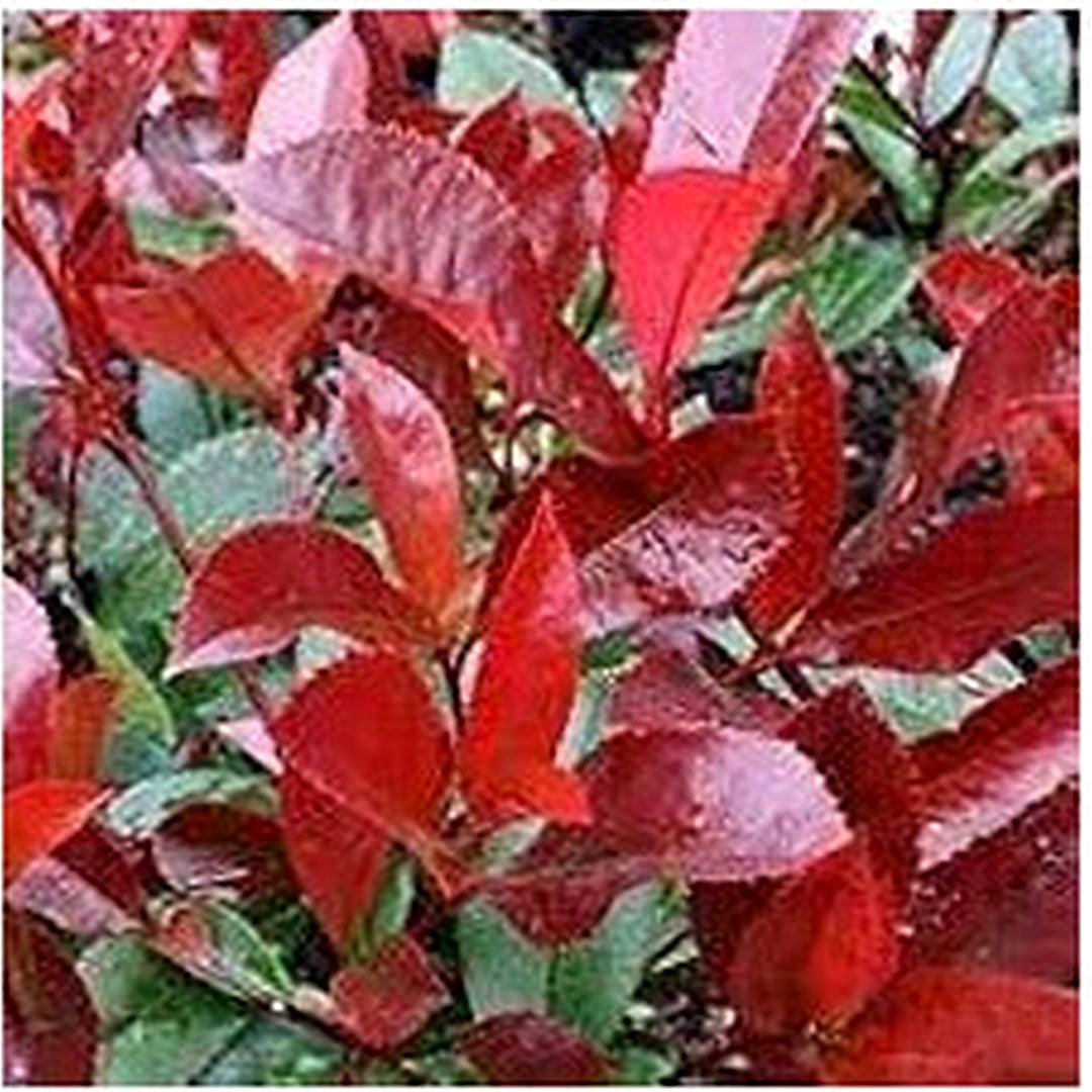 Photinia Serrulata Plant Seeds for Planting [neera-v5-ac67ad91f89c521f652b]