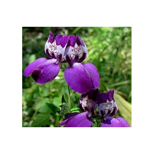 Heirloom Non-GMO Purple Heterophylla Flower Seeds for Garden Planting [neera-v5-ac6a272765d9f1be61d3]