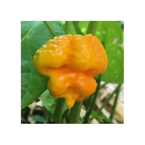 Yellow Brain Strain Pepper Seeds for Planting [neera-v5-ac6e4d98cfb09dceacce]
