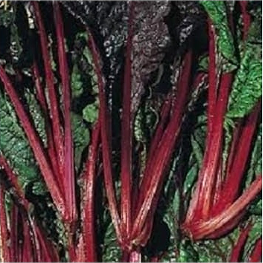 Red Swiss Ruby Vegetable Seeds for Planting [neera-v5-ac76f3f99fdb8111f16a]
