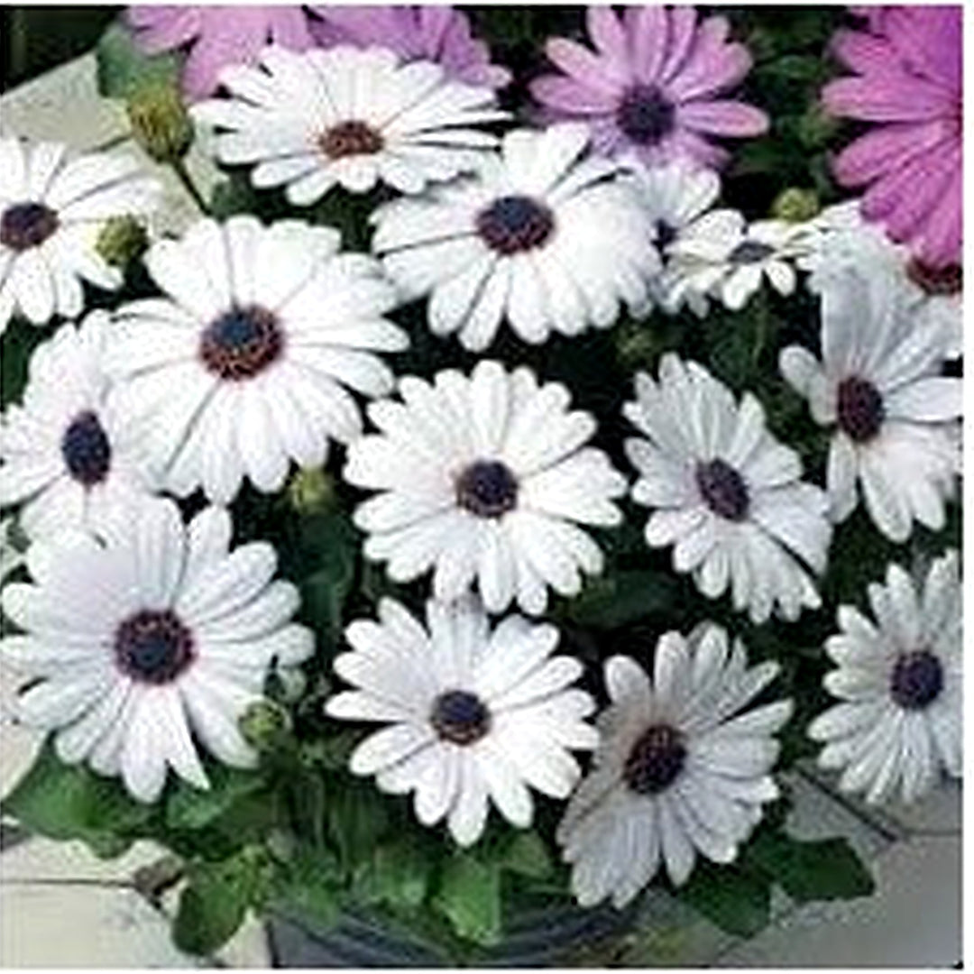 White Osteospermum Flower Seeds, Heirloom, Non-GMO Seeds for Planting [neera-v5-ac81c1d74f2361c19ebc]