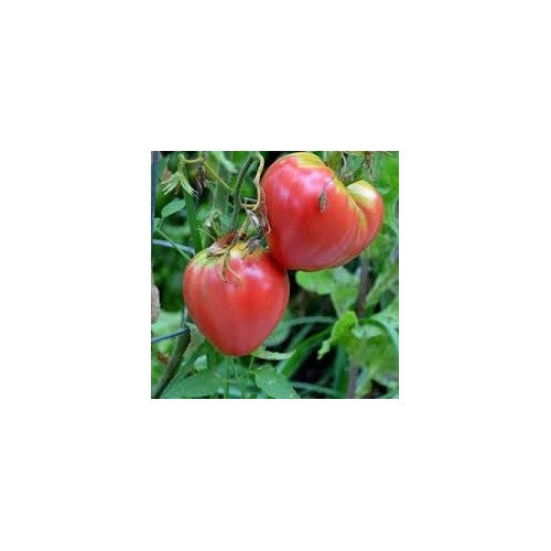 Pink Oxheart Tomato Seeds for Planting [neera-v5-ac8b874f1e4a74fac03e]