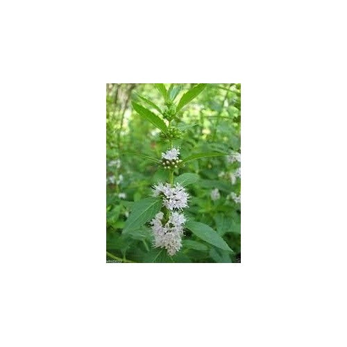 Green Mentha Arvensis Mint Plant Seeds [neera-v5-ac930deb61ac472c124f]