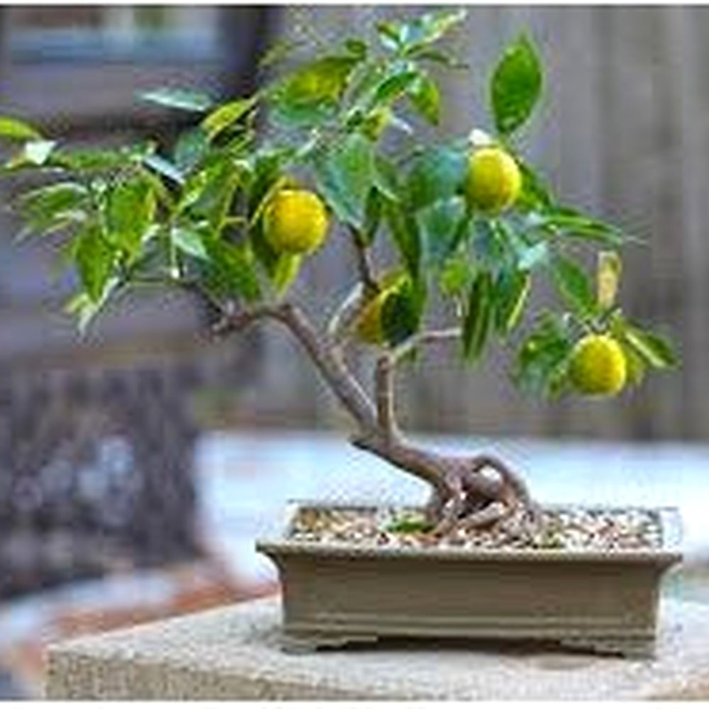 Bonsai Lemon Tree Seeds for Planting [neera-v5-ac9617eb427e28e59f31]