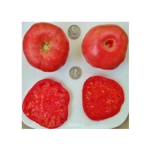 Red Mortgage Seeds for Planting [neera-v5-ac9655c64088b553356f]