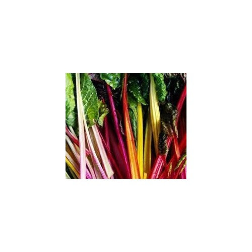 Heirloom Non-GMO Swiss Chard Vegetable Seeds for Planting [neera-v5-aca55960c1827443be65]