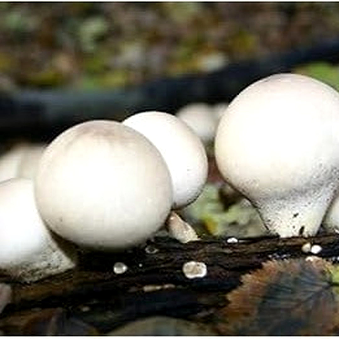 Puffball Mushroom Vegetable Seeds for Planting [neera-v5-acaaaea738b973985469]