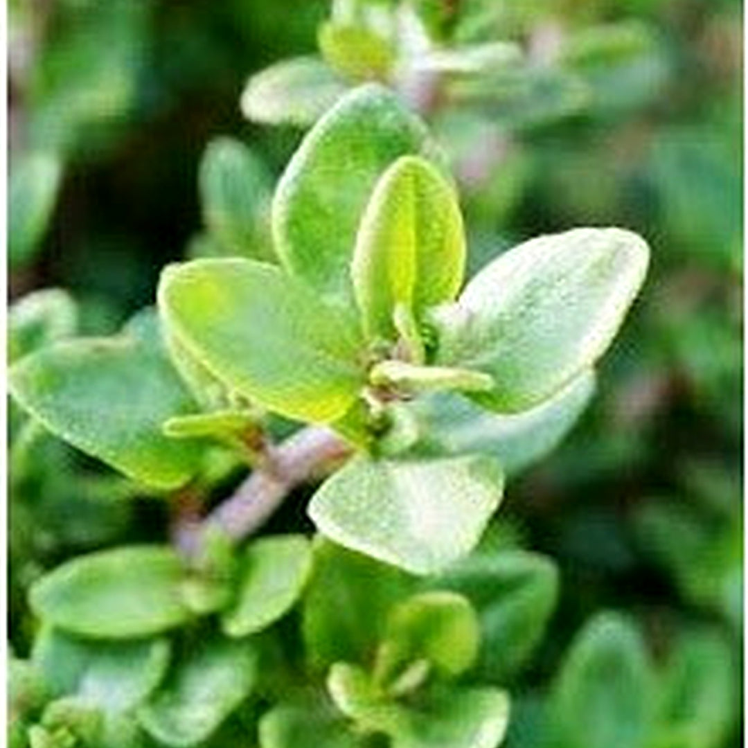 Green Myrica Pennsylvanica Seeds for Planting Heirloom Non-GMO High Germination Organic Garden Seeds Shrub Seeds [neera-v5-acb5a59cbcf8830b5290]