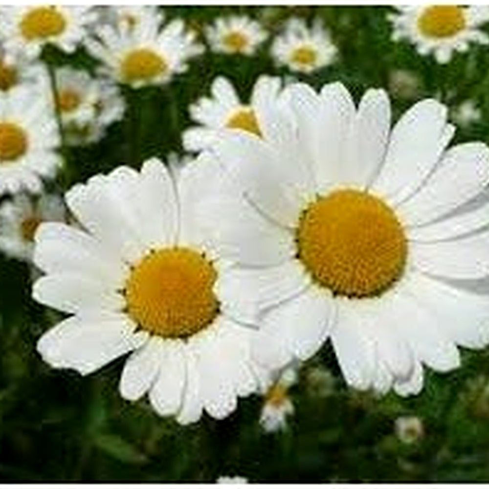 Heirloom Brachyscome Flower Seeds for Garden Planting, Non-GMO, Daisy-Like Blooms for Edging [neera-v5-acb5d9eda30c45096063]