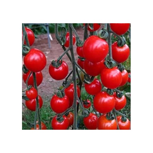 Deep Red Tomato Seeds for Planting [neera-v5-acb8d6c5493669d97c56]