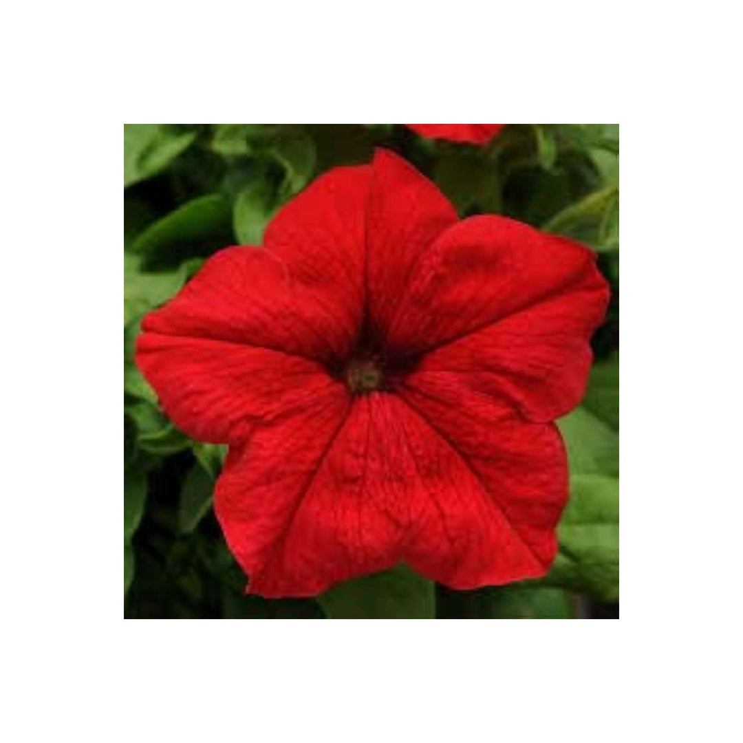 Red Red Petunia Petunia Simple Wave Flower For Vibrant Low Maintenance Garden Displays Flower Seeds [neera-v5-acc00438ffc04b90d738]