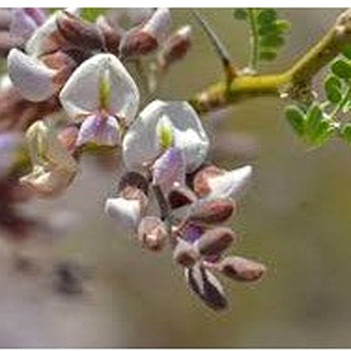 Desert Ironwood Tree Seeds for Planting [neera-v5-acc251fe19bedb7e108d]
