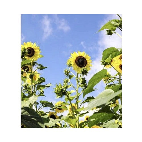 Organic Sunflower Planting Vibrant Lemon Queen Attracts Pollinators Ship Free Heirloom Non Gmo [neera-v5-acc341bd63c07e0f8d31]