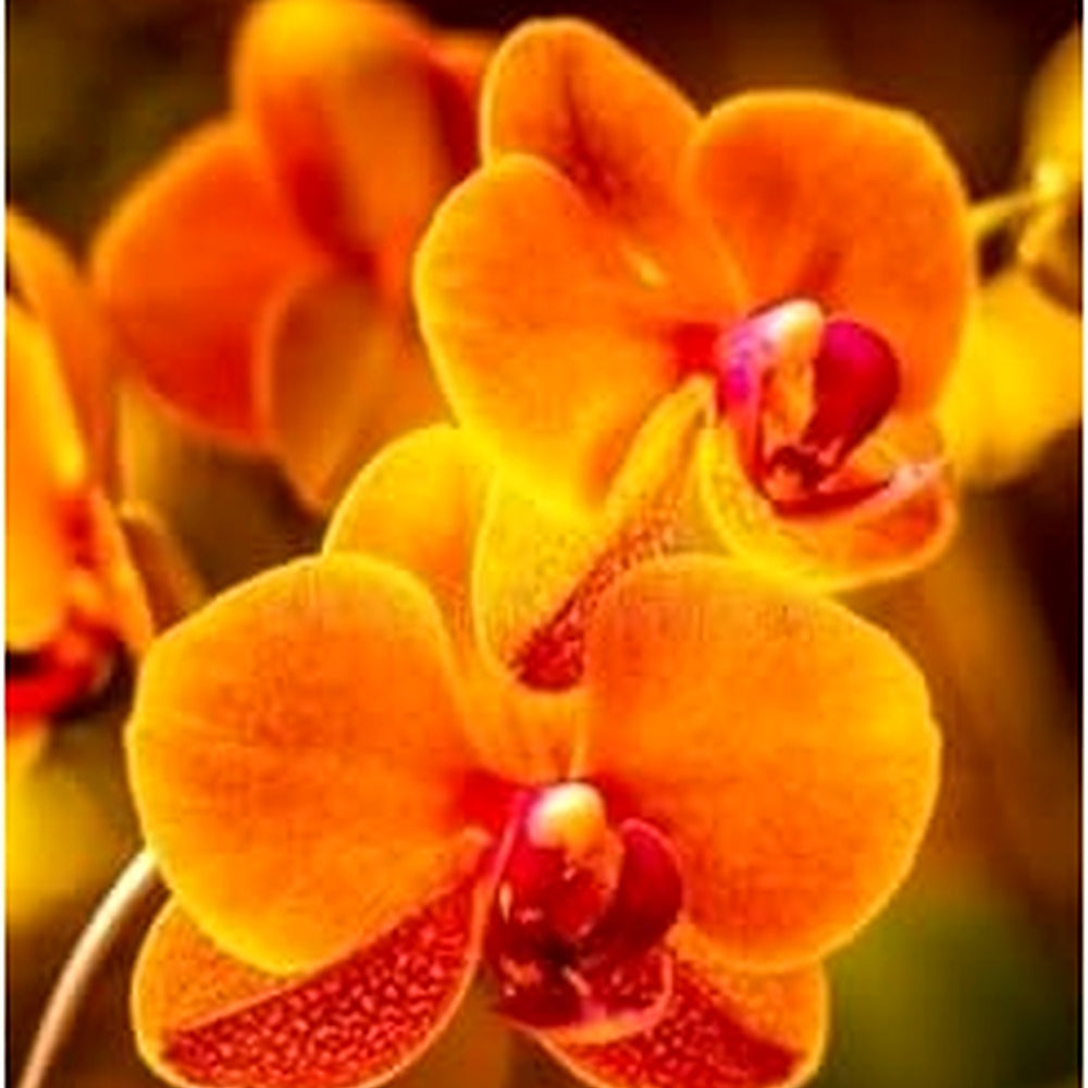 Heirloom Non-GMO Dark Orange Phalaenopsis Orchid Flower Seeds [neera-v5-acda302efc8209136a5b]