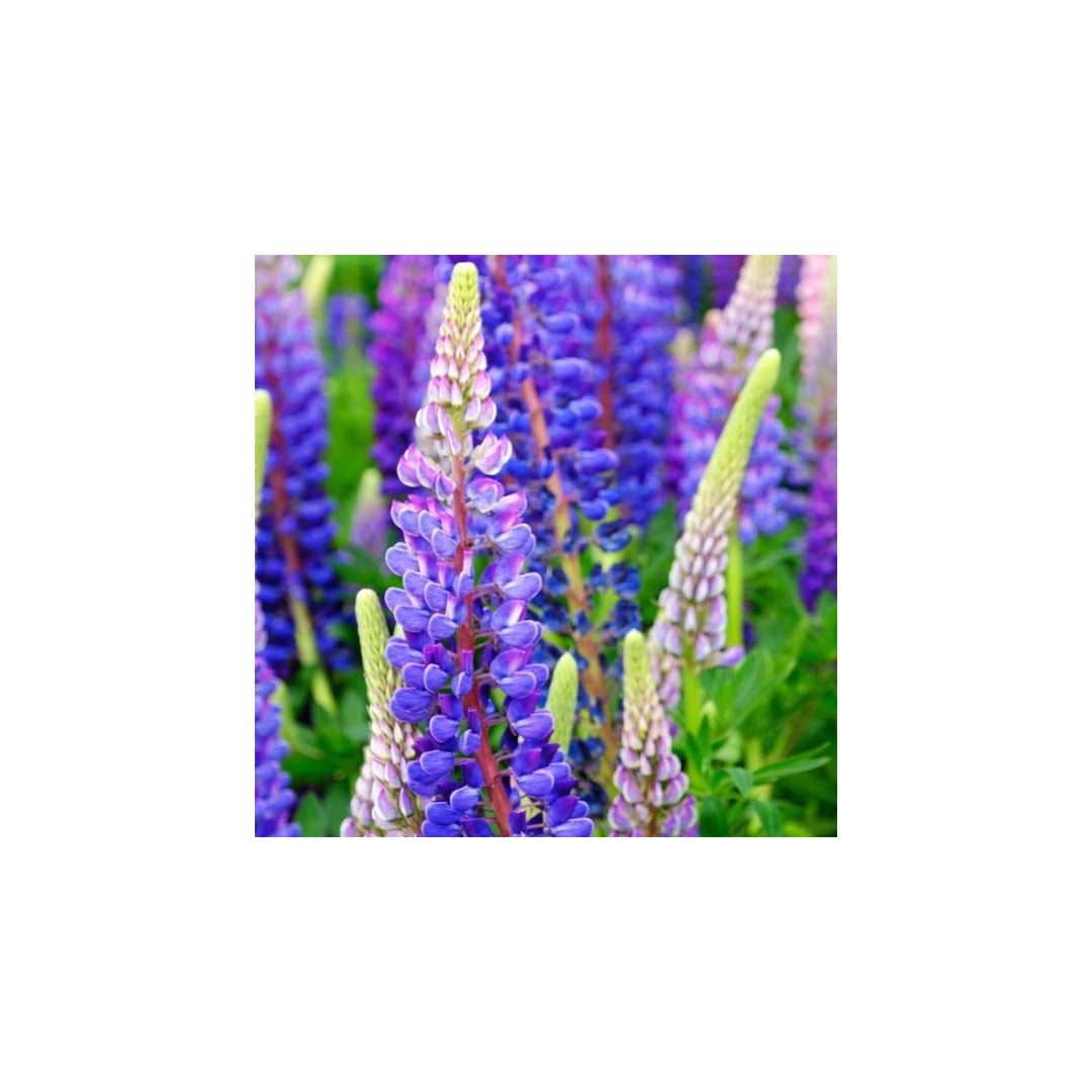 Blue Lupine Lupinus Perennis Flower For Planting In Backyard Gardens Flower Seeds for Home Garden [neera-v5-acdf17182f078975080b]