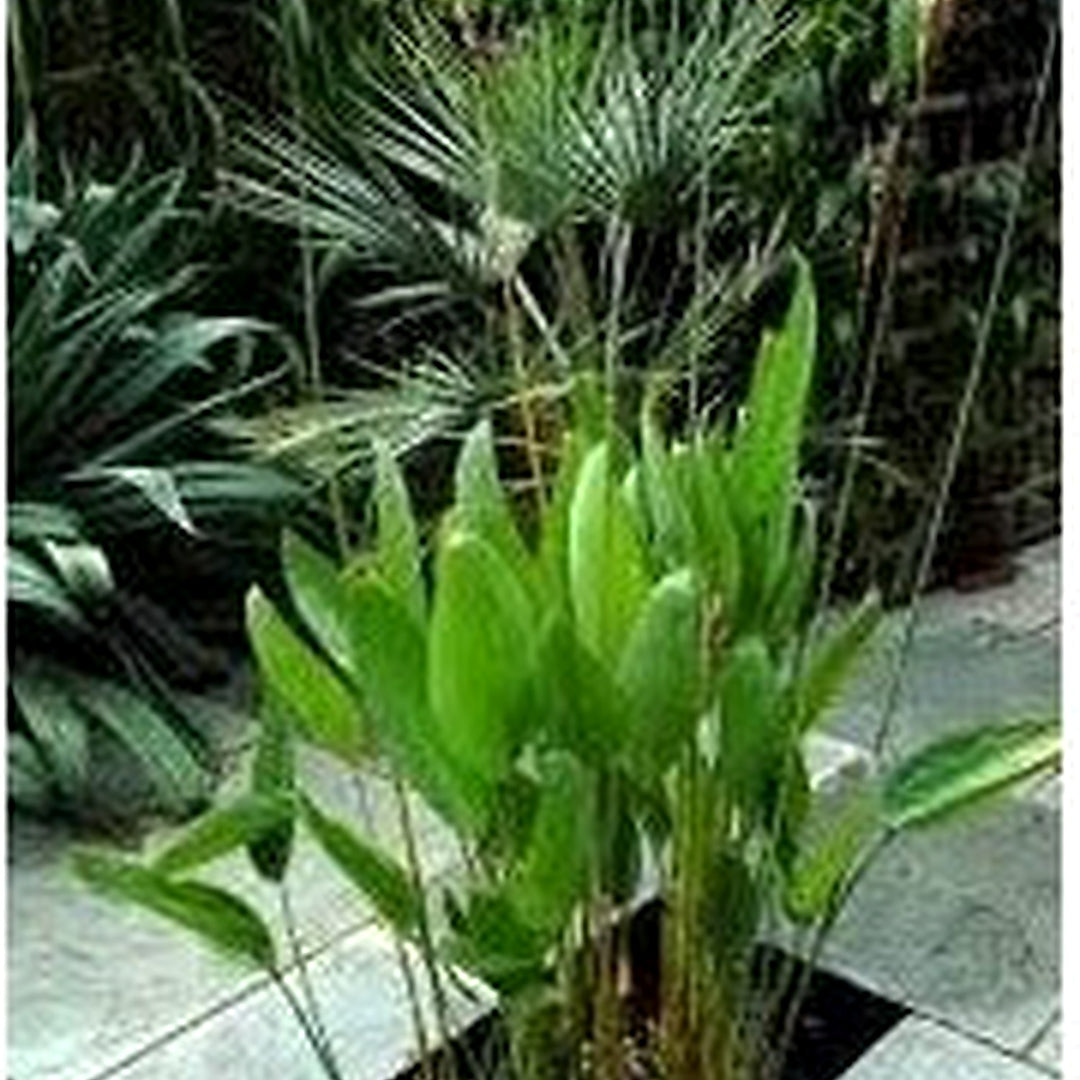 Green Thalia Dealbata Flower Seeds [neera-v5-ace0a6b1121592859089]