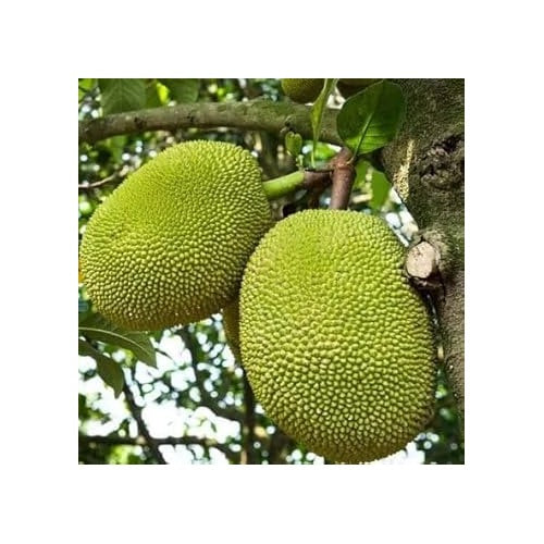 Tomatillo Seeds for Authentic Mexican Cuisine Gardens [neera-v5-acf2be9d8109cfcae0a0]