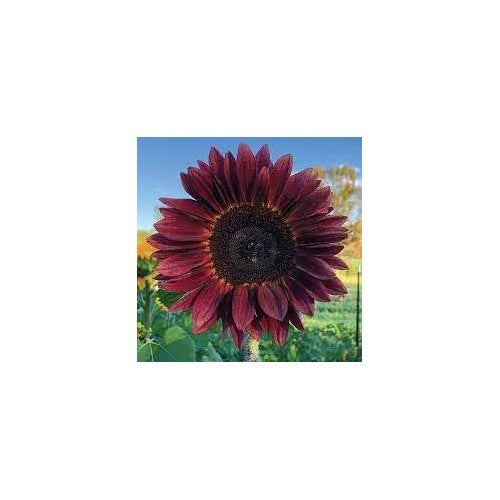 Sunflower Plant Seeds Heirloom Non GMO Planting [neera-v5-acfb2ee461728b5fbd4c]