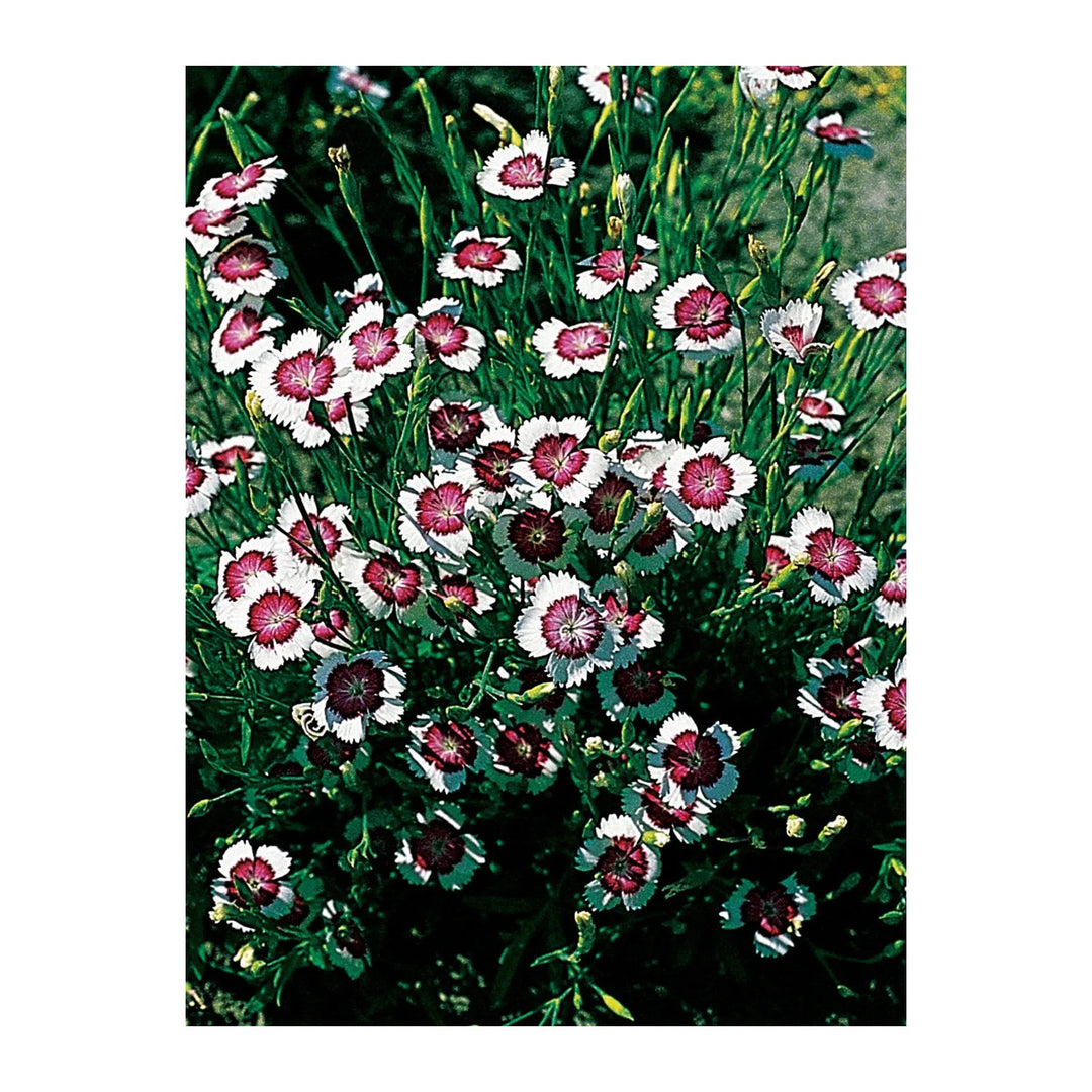 White Heather Carnation Arctic Fire Flower For Garden And Landscape Flower Seeds for Home Garden [neera-v5-ad0ef3f934f1bf81f66e]