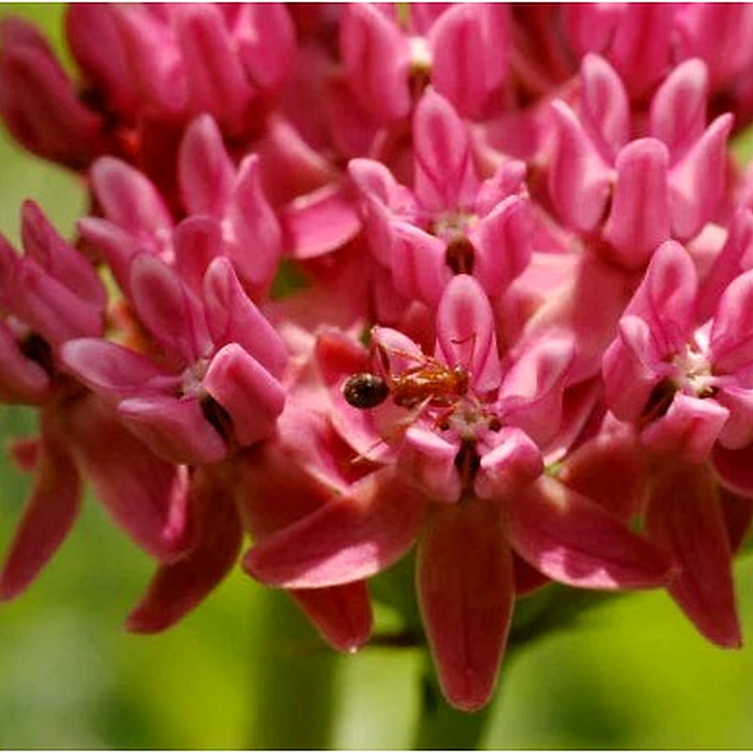 Purple Milkweed Planting Asclepias Purpurascens Rare Butterfly Flower Planting Heirloom Non [neera-v5-ad13c1a106139b4a05db]