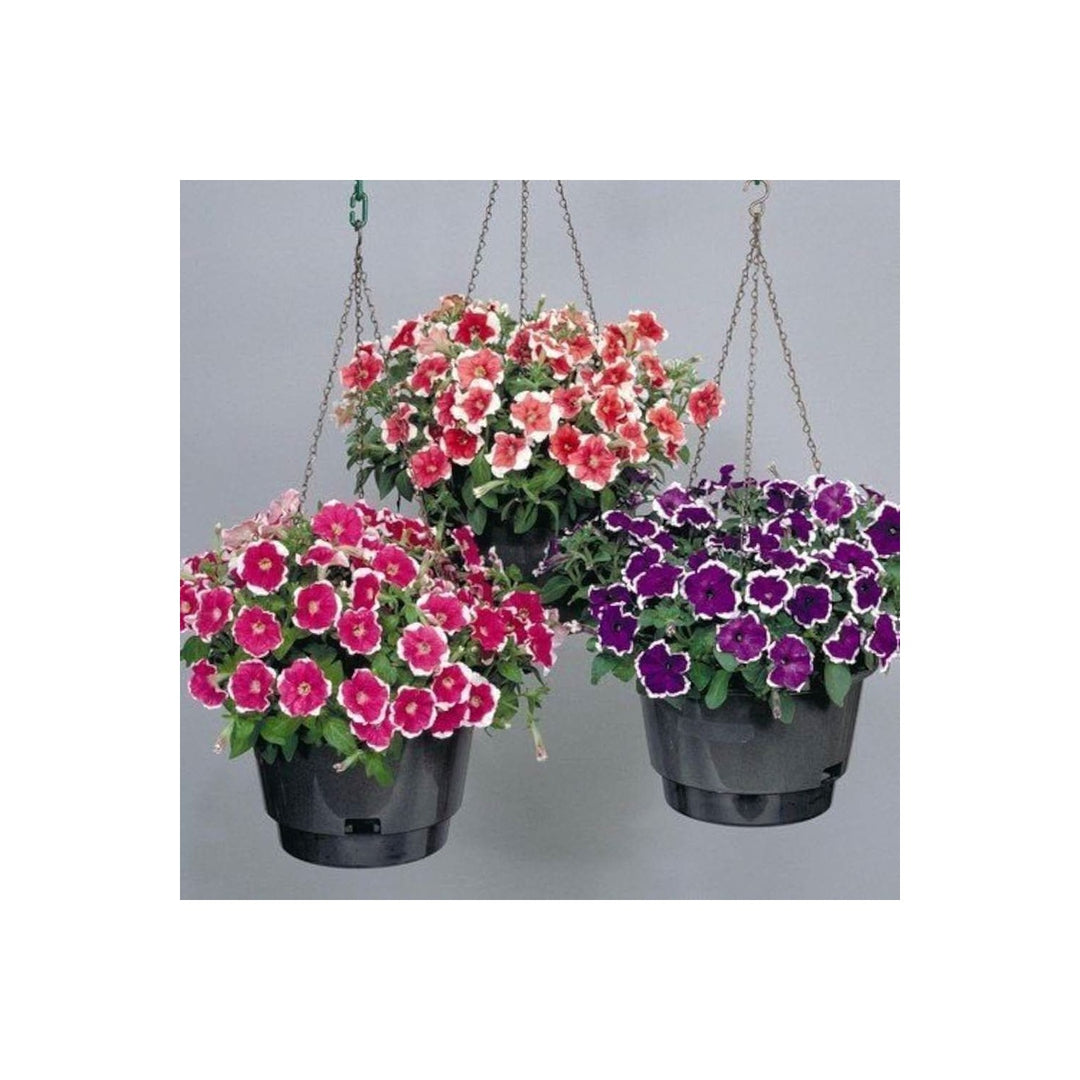 Double Petal Semi Hanging Petunia Flower For Indoor And Outdoor Planting Flower Seeds for Home [neera-v5-ad2ba92a45c3c7460414]