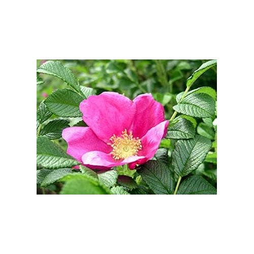 Pink Rugosa Rose Plant Seeds for Planting Non-GMO Heirloom Garden Seeds for Growing Beautiful Roses [neera-v5-ad30fc6da99a5a299592]