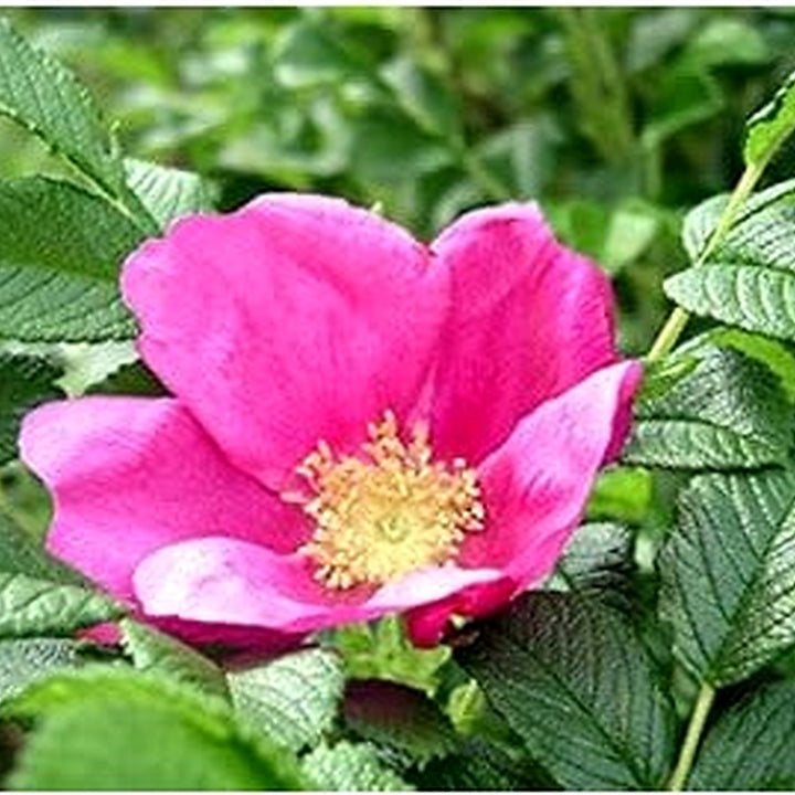 Pink Rugosa Rose Plant Seeds for Planting Non-GMO Heirloom Garden Seeds for Growing Beautiful Roses [neera-v5-ad30fc6da99a5a299592]