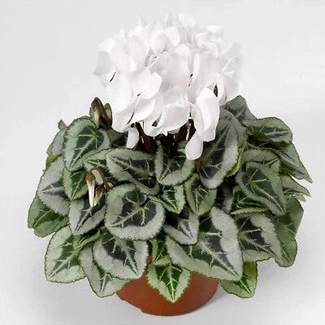 White Cyclamen Planting Cyclamen Silverado Winter Flower Heirloom Non Gmo Flower Seeds Home [neera-v5-ad32d06261992aa56219]