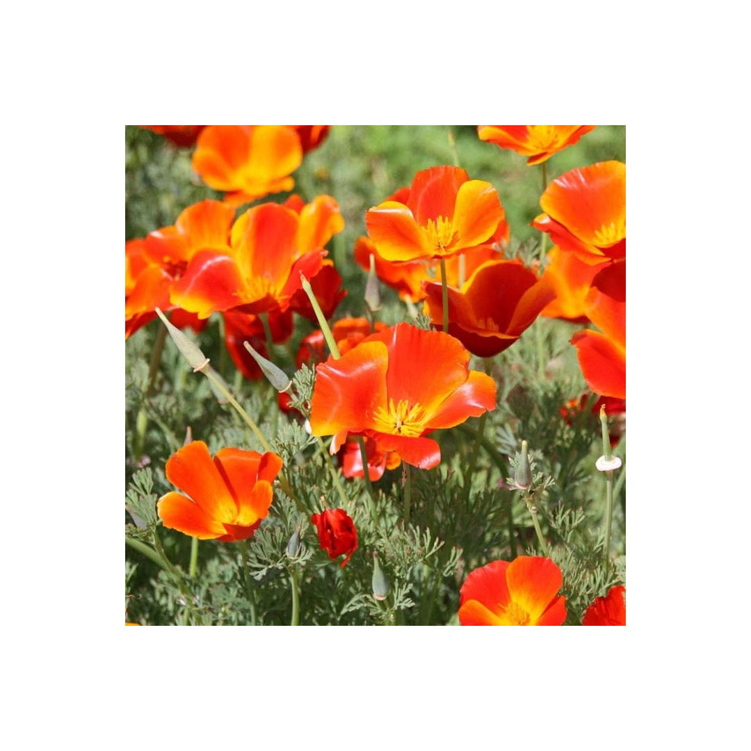 Red Mikado Poppy Poppy Flower Flower Seeds for Home Garden Planting, Premium Organic Blooming [neera-v5-ad3350f2e41018159a67]