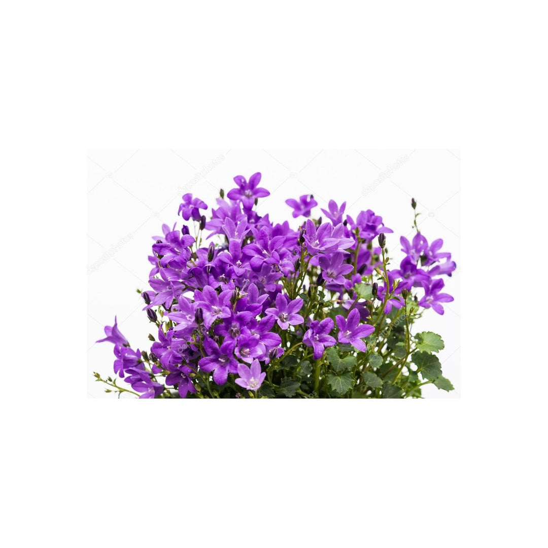 Purplebportenschlagiana Flower For Planting Flower Seeds for Home Garden Planting, Landscape [neera-v5-ad3b2dd4360f2a49c695]