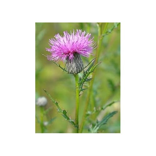 Cirsium Muticum Flower Seeds [neera-v5-ad3f7be73354a3095b11]