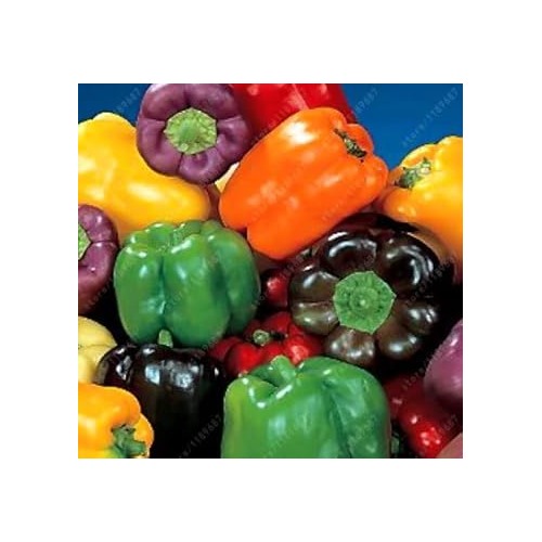 Multi-Colored Pepper Seeds for Planting [neera-v5-ad46a4f0961c32644d3a]