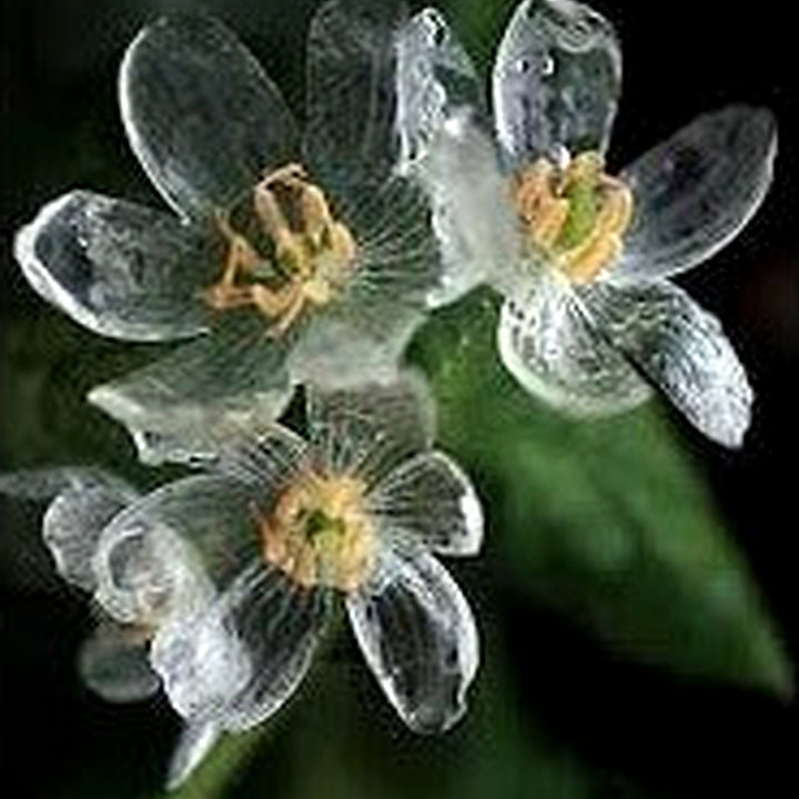 Skeleton Flower Seeds [neera-v5-ad50bf0ecd030bc53223]