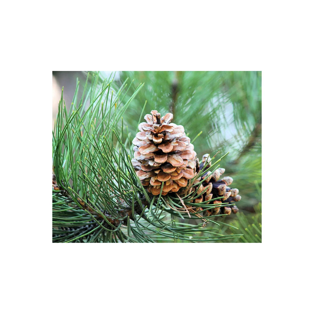 Eastern White Pine Tree Seeds (Pinus strobus) [neera-v5-ad538874e7b7264b8707]