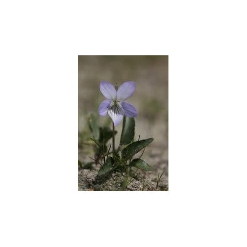 Heirloom Non-GMO Prairie Viola Flower Seeds for Planting [neera-v5-ad6a0c5d9e59b15de2a5]