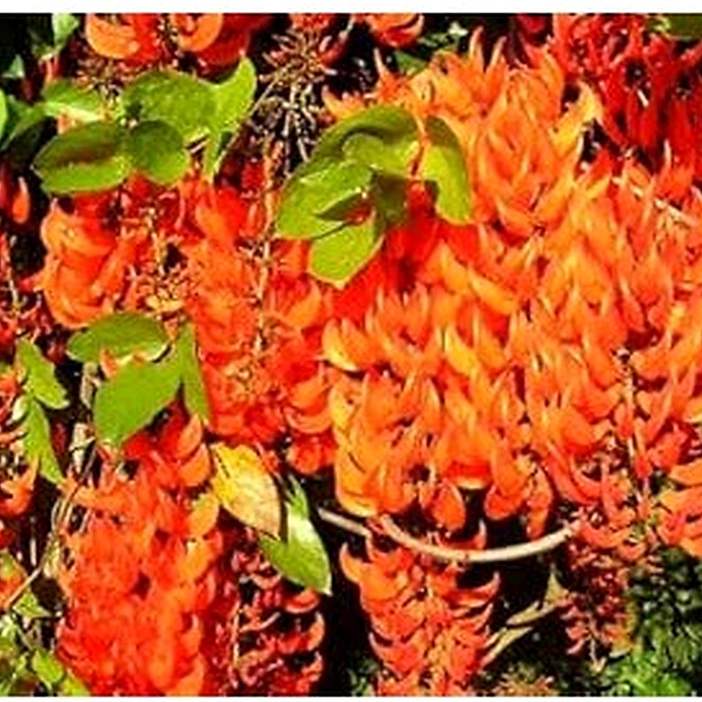 Light Orange Strongylodon Macrobotrys Flower Seeds for Planting [neera-v5-ad6f6e2f3f2407af95a2]
