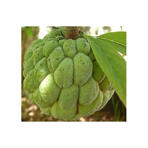 Green Custard Apple Fruit Seeds for Planting [neera-v5-ad79f4bec764e25c4dbd]
