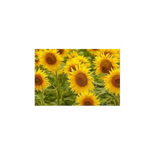 Fresh Yellow Mini Sunflower Seeds [neera-v5-ad8fff518b9f494ce5e2]