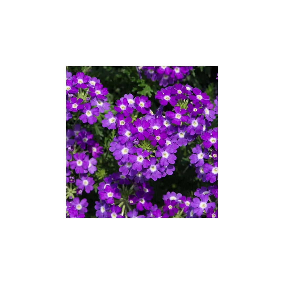 Semi Trailing Verbena Flower For Planting Heirloom Non Gmo Cascading Blooms For Hanging Baskets [neera-v5-ad916d61cbacf1e240d5]