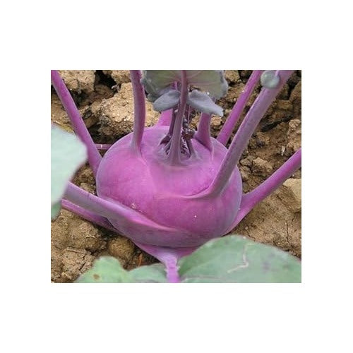 Kohlrabi Purple Vienna Seeds for Planting [neera-v5-ad9bb087faf82b4c8dd8]