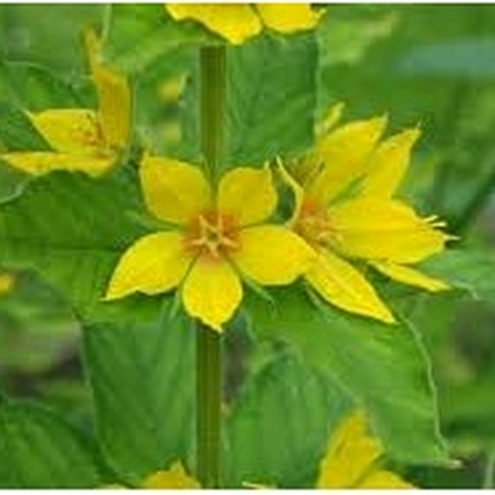 Heirloom Non-GMO Lysimachus Punctata Flower Seeds for Garden Planting [neera-v5-adaa255f83c5a8117d82]
