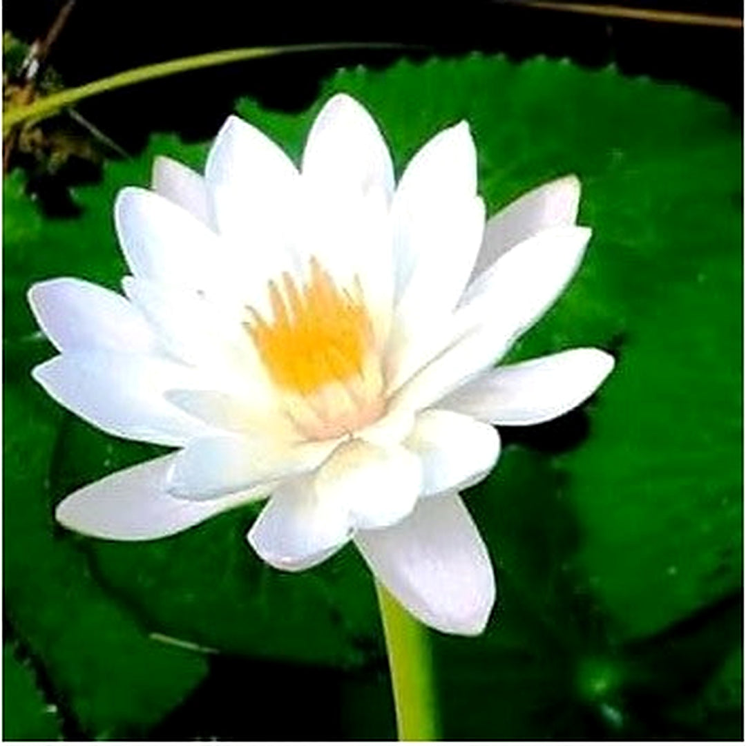 Open Mouth Bonsai Lotus Flowers Seeds for Planting [neera-v5-adb2716564519fbcf4d0]