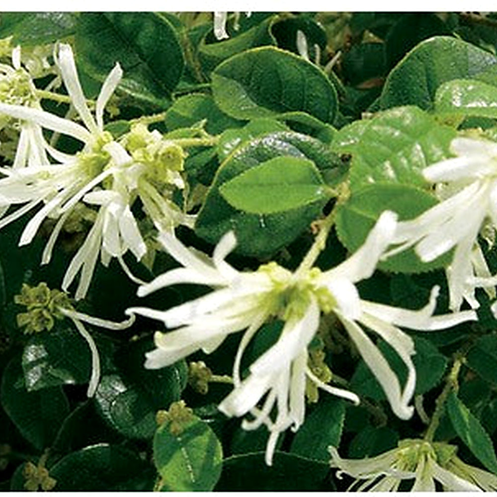 White Loropetalum Flower Seeds for Planting [neera-v5-adb39ed3b97cbfe84310]
