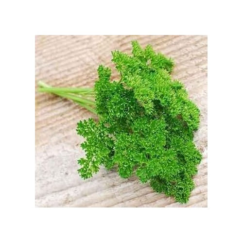 Lettuce Flower Seeds for Planting [neera-v5-adb3fdde03a358af47e1]