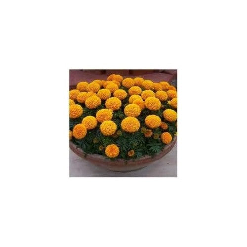 Yellow Marigold Flower Seeds for Planting [neera-v5-adba968ad3cd39b69256]